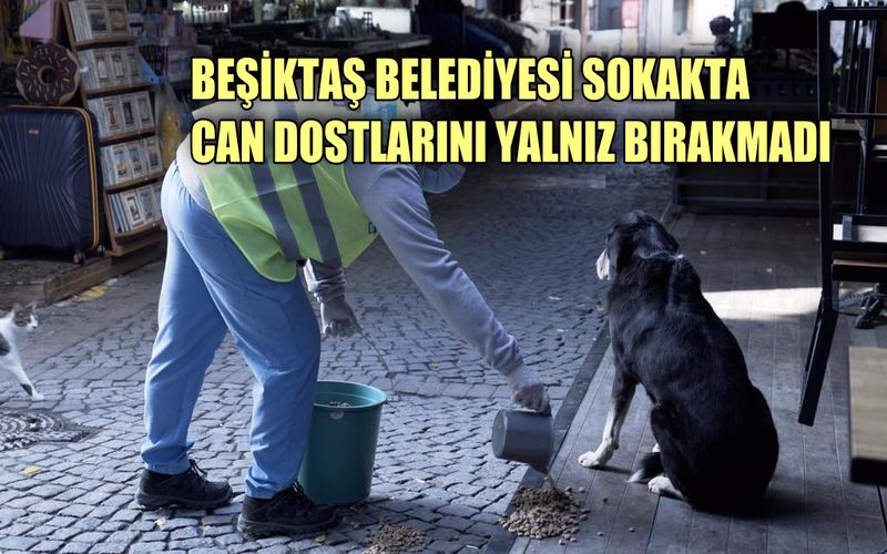 Beşiktaş Belediyesi can dostlarını yalnız bırakmadı