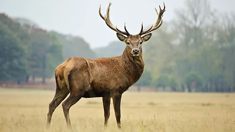 '18 kızıl geyik avlanması' ihalesine mahkeme 'dur' dedi