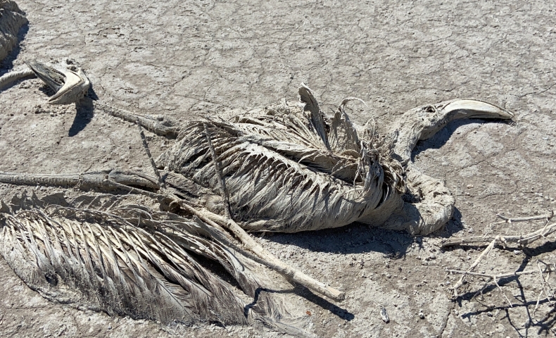 51 STK'dan Tuz Gölü'ndeki flamingo ölümlerine ilişkin açıklama: Ölümlerin nedeni yanlış tarım politikası