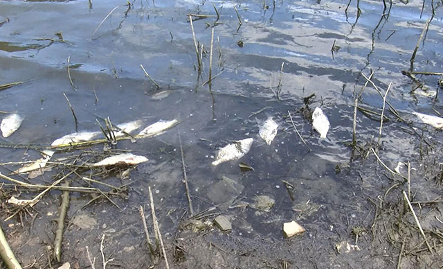 Alibeyköy Barajı'nda korkutan balık ölümleri