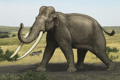 Almanya'da 300 bin yıllık fil iskeleti bulundu