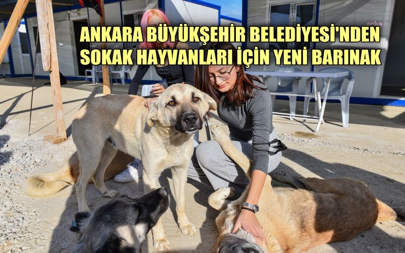 Ankara Büyükşehir Belediyesi'nden sokak hayvanları için yeni barınak