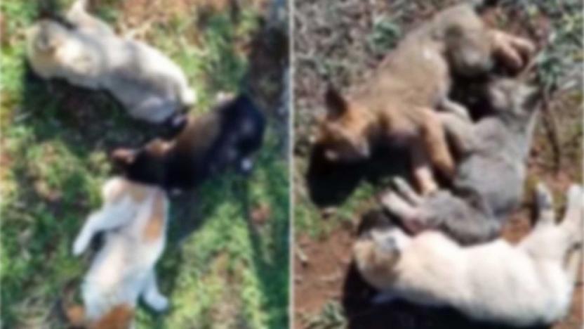 Antalya'da 12 köpek zehirlenerek öldürüldü