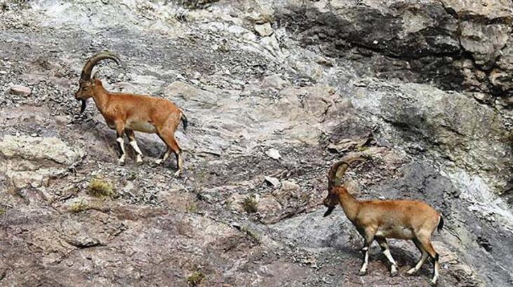 Bakanlık, Tunceli'de dağ keçilerini avlatmak için ihale açtı