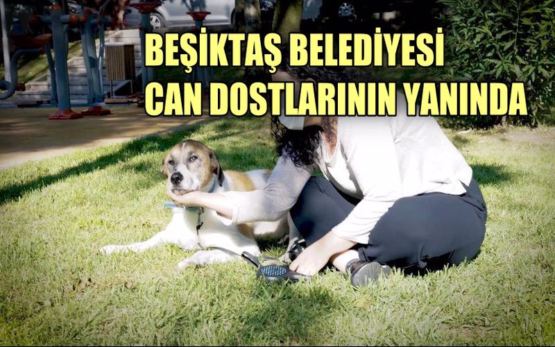 Beşiktaş Belediyesi can dostlarının yanında