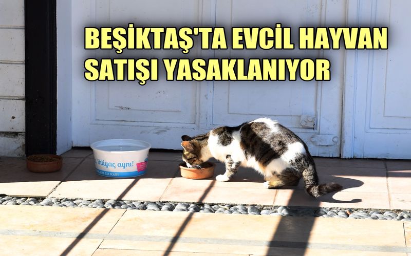 Beşiktaş Belediyesi evcil hayvan ticaretini yasaklıyor