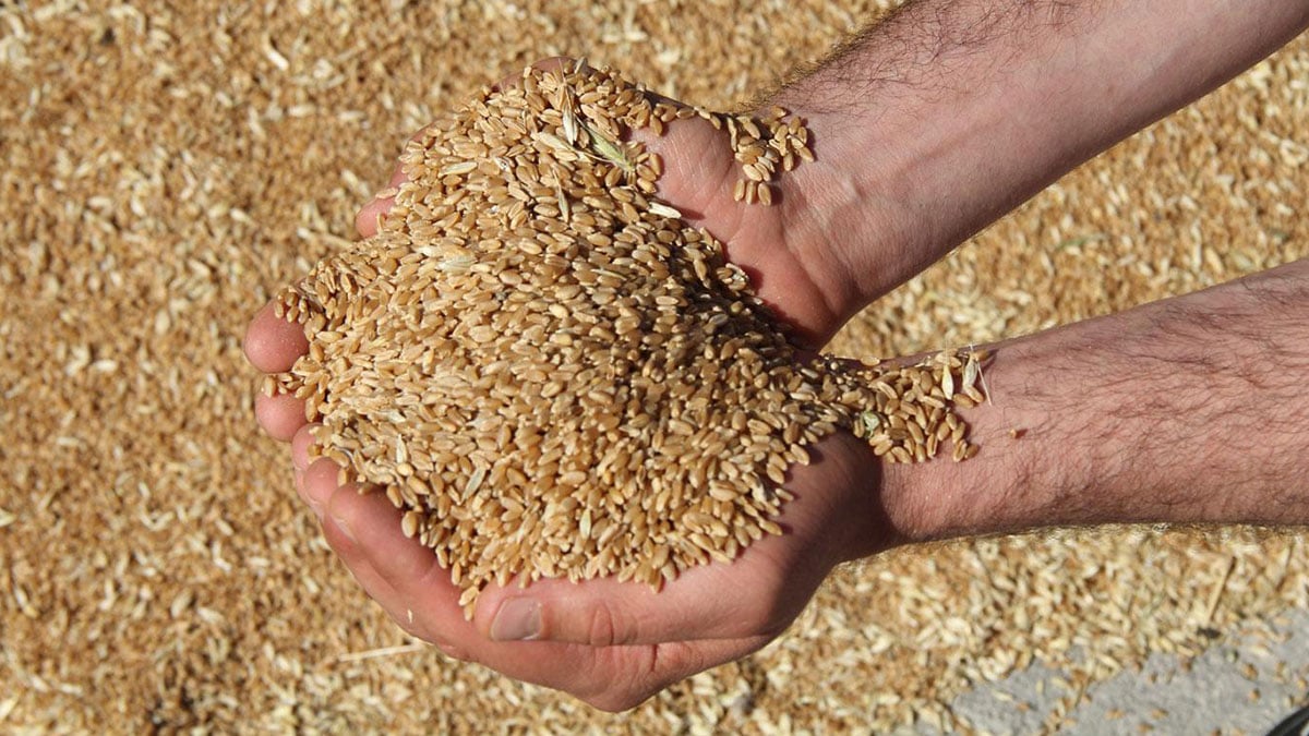 Buğday ve arpa taban fiyatı açıklandı