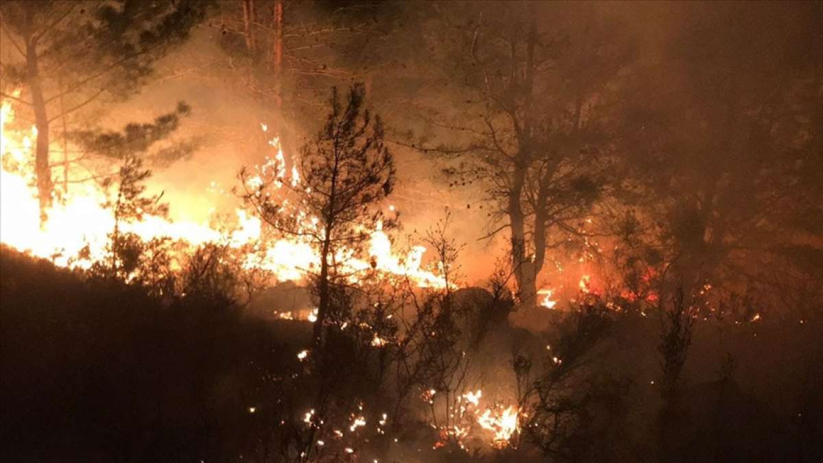 Cezayir'deki orman yangınlarında en az 65 kişi hayatını kaybetti