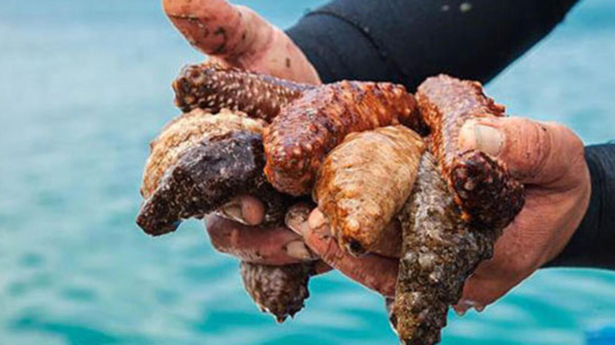 Danıştay deniz patlıcanı ihracatında "tekele dur" dedi