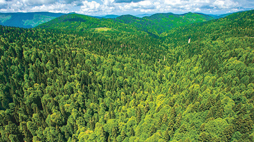 Dört ilde 350 hektar alan orman sınırları dışına çıkarıldı