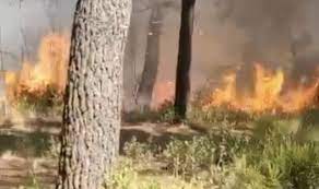 Hacı Bektaş-i Veli Kent Ormanı'nda yangı