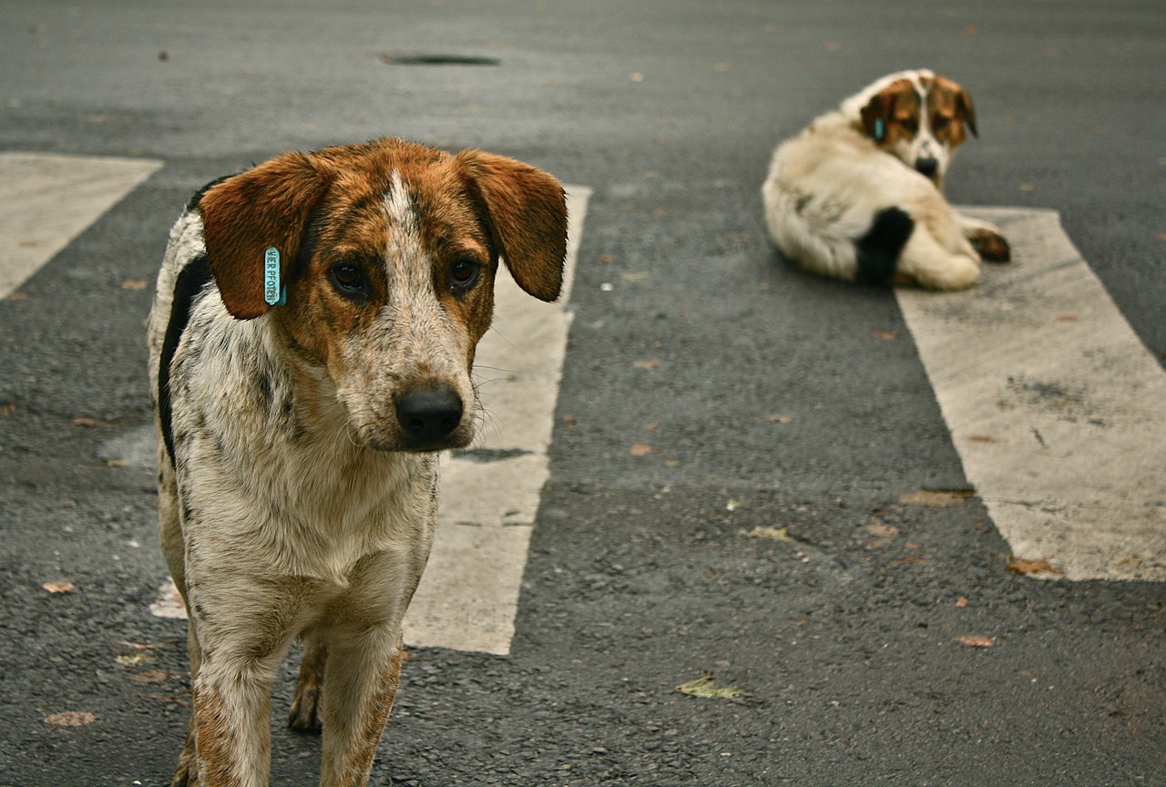 Havrita’ya kapatma davası: “Havrita’da işaretlenen sokak köpekleri öldürülüyor”