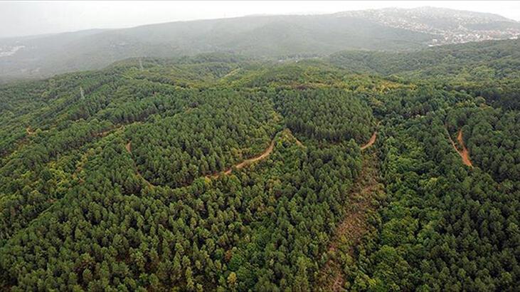 İstanbul'un aralarında olduğu 6 ilde ormanlara giriş yasaklandı