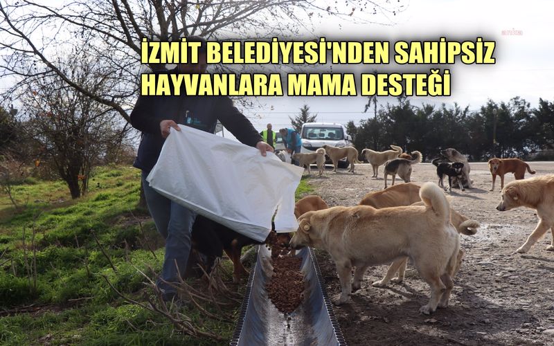 İzmir Belediyesi'nden sahipsiz hayvanlara mama desteği