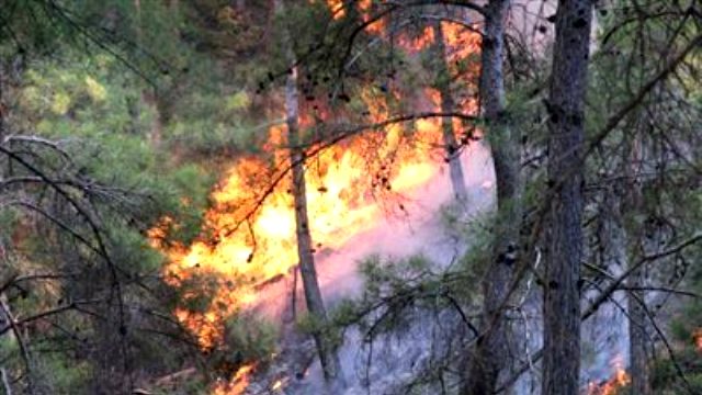 İzmir Narlıdere'de ormanlık alanda yangın çıktı