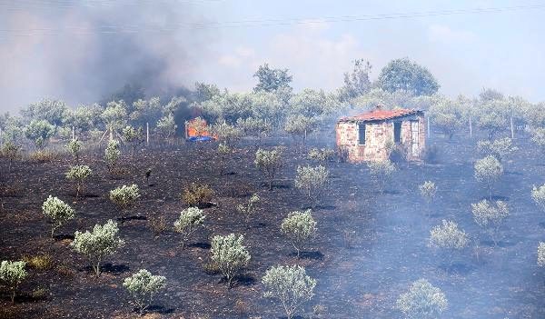 Manisa'da orman yangını: 50 dönüm alan zarar gördü