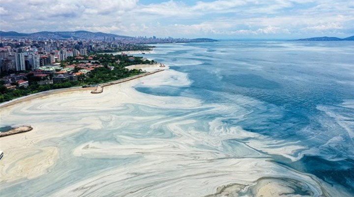 Marmara Denizi'nde müsilaj incelemesi: Bu seneki manzarayı arayacağız