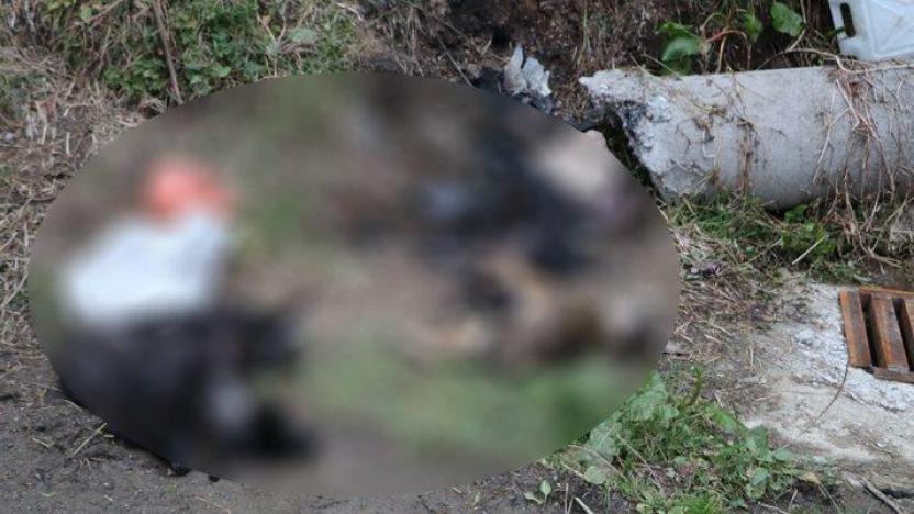 Rize'de çöpte 5 ölü köpek bulundu