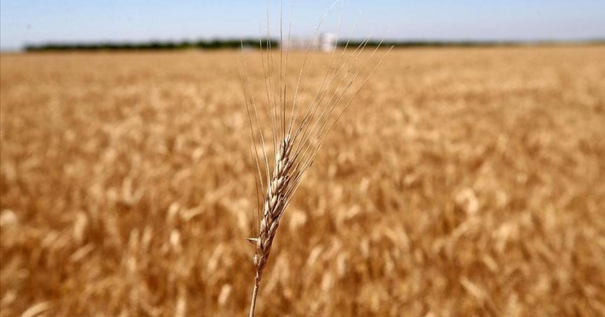 Rusya tahıl anlaşmasına katılımı askıya aldı