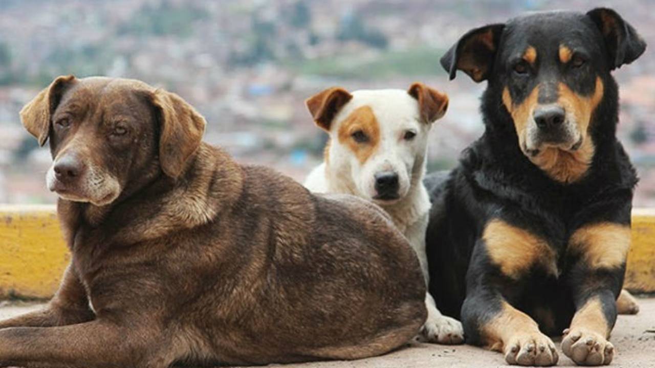 Saadet Partisi'nden sokak köpekleri için kanun teklifi