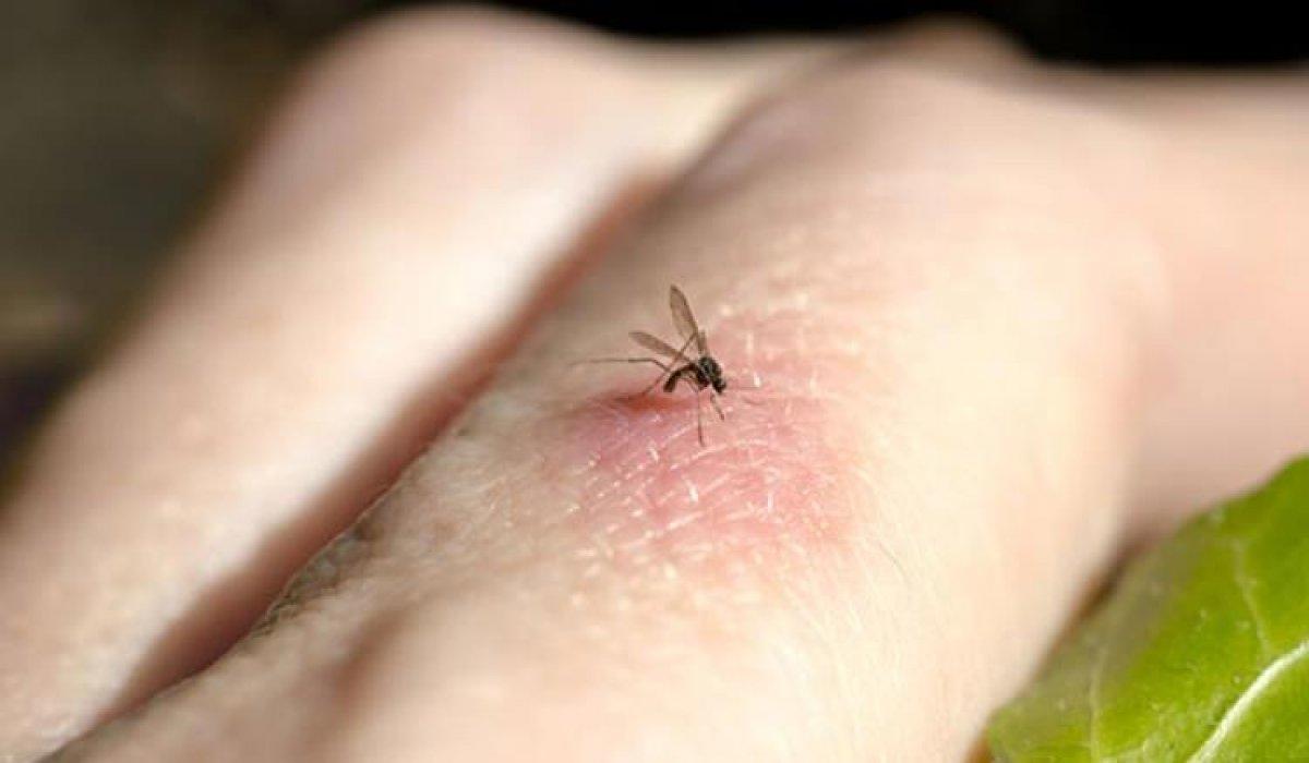 Sivrisinekler, İstanbul'un farklı ilçelerinde de görülmeye başladı
