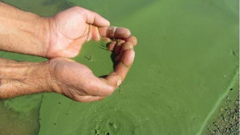 Su kaynaklarında siyanotoksin tehlikesi: Uzmanlardan 'önlem alınmalı' çağrısı