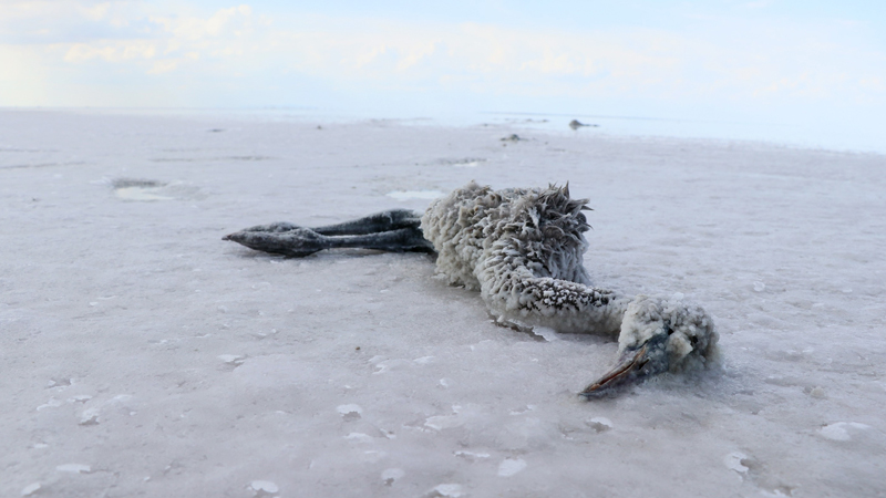 Tuz Gölü’nde yüzlerce flamingo ölü bulundu