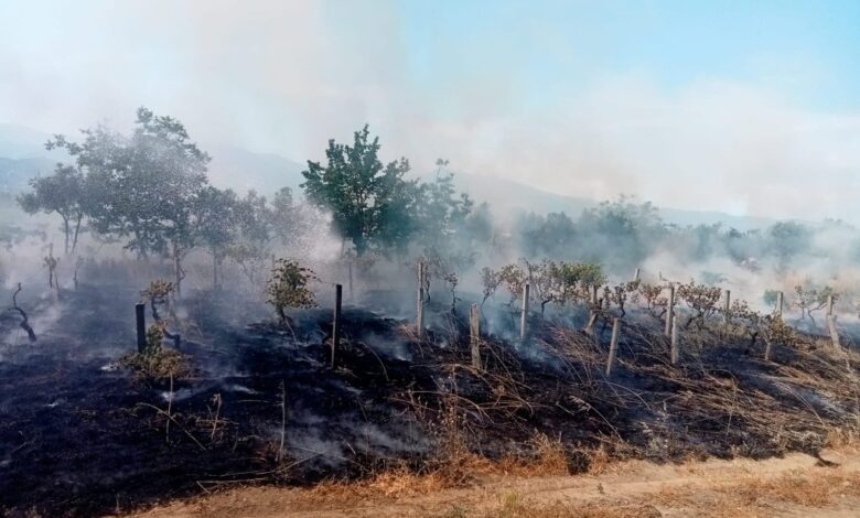 Yangından etkilenen yerler ‘genel hayata etkili afet bölgesi’ ilan edildi